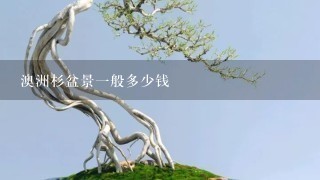 澳洲杉盆景1般多少钱