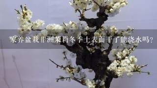 家养盆栽非洲茉莉冬季土表面干了能浇水吗?