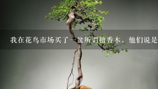 我在花鸟市场买了1盆所谓檀香木，他们说是活的，不