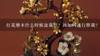 红花继木什么时候盆栽好？该如何进行移栽？