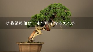 盆栽绿植租赁：水竹叶子发黄怎么办