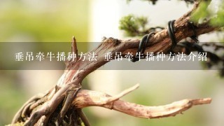 垂吊牵牛播种方法 垂吊牵牛播种方法介绍