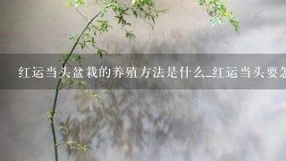 红运当头盆栽的养殖方法是什么_红运当头要怎么养