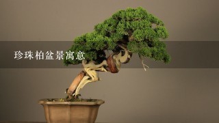 珍珠柏盆景寓意