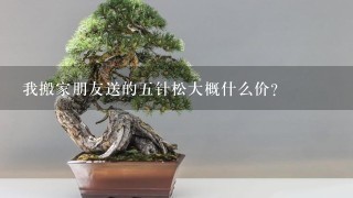 我搬家朋友送的5针松大概什么价？