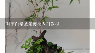 对节白蜡盆景剪枝入门教程