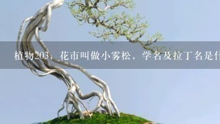 植物203，花市叫做小雾松，学名及拉丁名是什么？