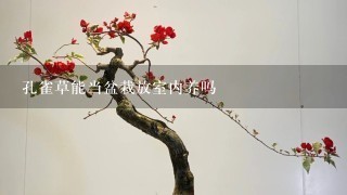 孔雀草能当盆栽放室内养吗