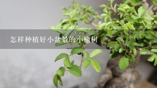 怎样种植好小盆景的小榆树