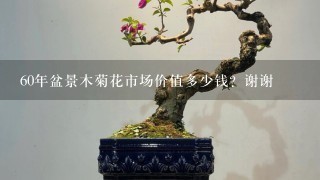 60年盆景木菊花市场价值多少钱？谢谢