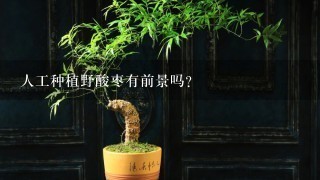 人工种植野酸枣有前景吗？