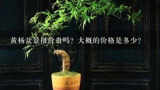 黄杨盆景报价贵吗？大概的价格是多少？