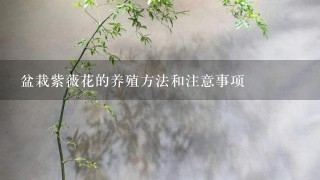 盆栽紫薇花的养殖方法和注意事项