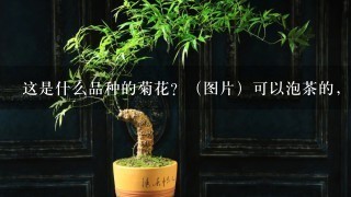 这是什么品种的菊花？（图片）可以泡茶的，市场价多