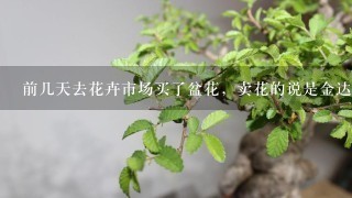 前几天去花卉市场买了盆花，卖花的说是金达莱，去网