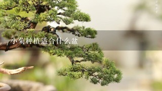 小菊种植适合什么盆