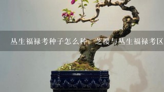 丛生福禄考种子怎么种，芝樱与丛生福禄考区别，丛生