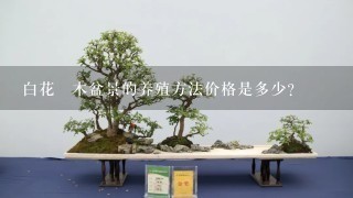 白花檵木盆景的养殖方法价格是多少？