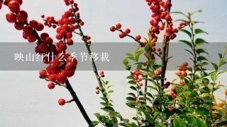 映山红什么季节移栽