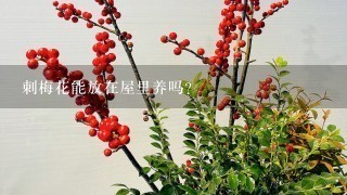 刺梅花能放在屋里养吗？