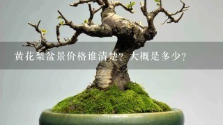 黄花梨盆景价格谁清楚？大概是多少？