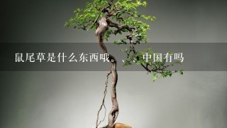 鼠尾草是什么东西哦。、中国有吗