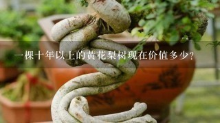 1棵十年以上的黄花梨树现在价值多少？