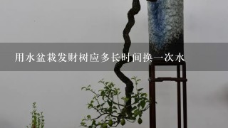 用水盆栽发财树应多长时间换1次水