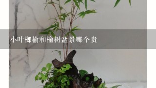 小叶榔榆和榆树盆景哪个贵