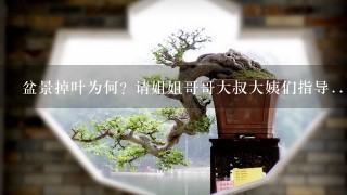 盆景掉叶为何? 请姐姐哥哥大叔大姨们指导...急急急