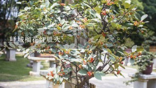 峄城榴花红胜火