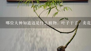 哪位大神知道这是什么植物，叶子干了，卖花的说喜光