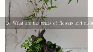 Q: What are the prices of flowers and plants at the market on August 3rd through August 5th?