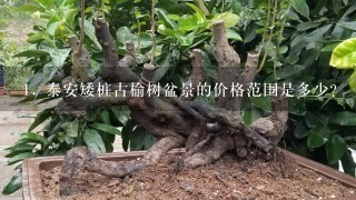 1. 泰安矮桩古榆树盆景的价格范围是多少？