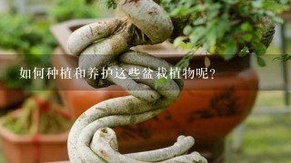 如何种植和养护这些盆栽植物呢？