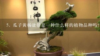 5. 瓜子黄杨盆景是一种什么样的植物品种吗？它有哪些特点和优势？