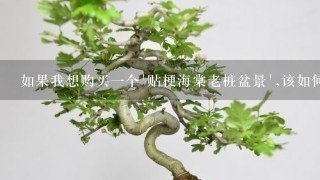 如果我想购买一个'贴梗海棠老桩盆景',该如何选择品质好的植物并避免被不良商家欺骗了?