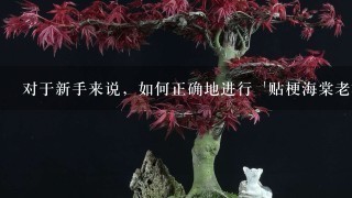 对于新手来说，如何正确地进行 '贴梗海棠老桩盆景'的栽培操作？