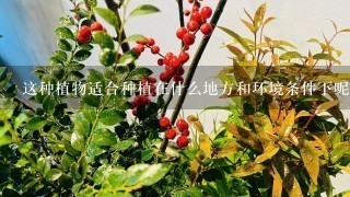 这种植物适合种植在什么地方和环境条件下呢？