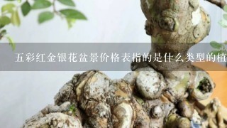 五彩红金银花盆景价格表指的是什么类型的植物呢？