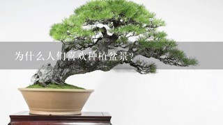 为什么人们喜欢种植盆景？