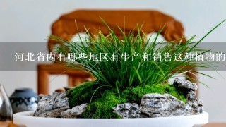 河北省内有哪些地区有生产和销售这种植物的地方呢？