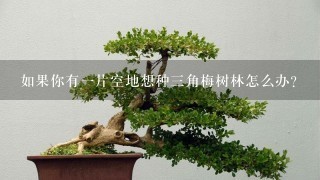 如果你有一片空地想种三角梅树林怎么办？