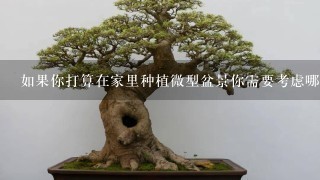 如果你打算在家里种植微型盆景你需要考虑哪些事情吗？