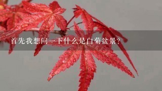 首先我想问一下什么是白菊盆景？