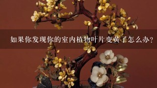 如果你发现你的室内植物叶片变黄了怎么办？