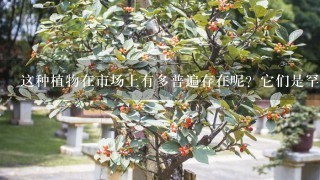 这种植物在市场上有多普遍存在呢？它们是罕见还是常见物品？