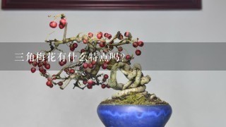 三角梅花有什么特点吗？