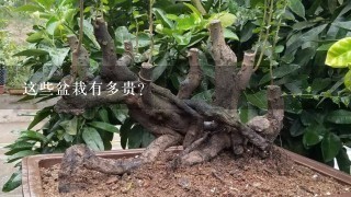 这些盆栽有多贵？