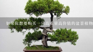 如果你想要购买一只高质量高价值的盆景植物你会选择什么类型的植物作为首选？